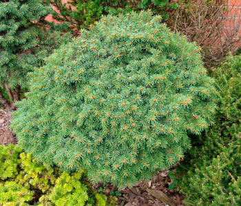 Ель обыкновенная Pygmaea Шар