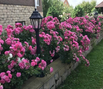 Роза почвопокровная Palmengarten Frankfurt (Kordes)