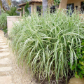 Мискантус китайский Variegatus