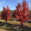 Клен красный Red Sunset