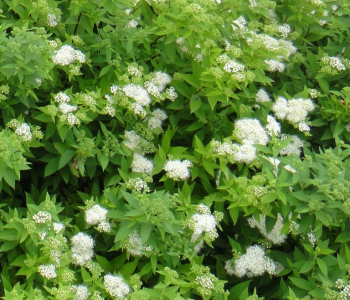 Спирея японская Albiflora