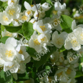 Чубушник венечный Очарование