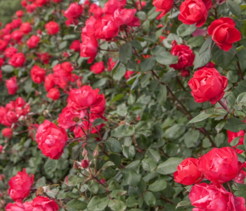 Роза флорибунда Cherry Bonica (Meilland)