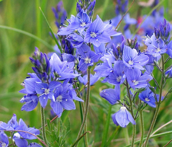 Вероника австрийская