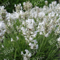 Лаванда узколистная White Scent Compact