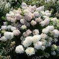 Гортензия метельчатая Mega Pearl