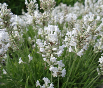 Лаванда узколистная White Scent Compact