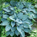 Хоста Blue Cadet