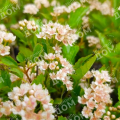 Пузыреплодник калинолистный Little Greeny
