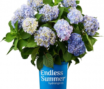 Гортензия крупнолистная Endless Summer Blau