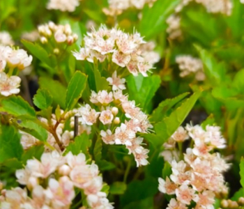 Пузыреплодник калинолистный Little Greeny