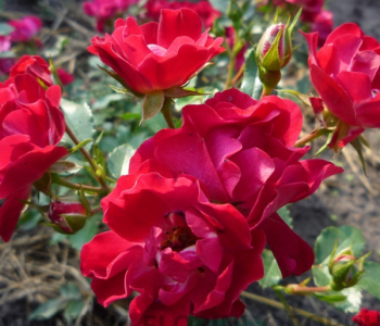 Роза почвопокровная Red Drift (Meilland)