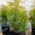 Туя западная Europe Gold
