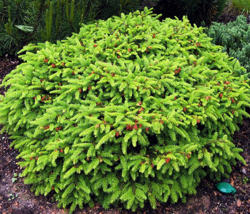 Ель обыкновенная Nidiformis