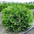 Туя западная Woodwardi