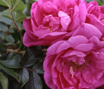 Роза морщинистая Purple Roadrunner