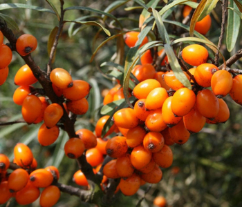 Облепиха крушиновидная Leikora