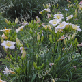 Лилейник White Lemonade