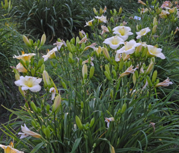 Лилейник White Lemonade