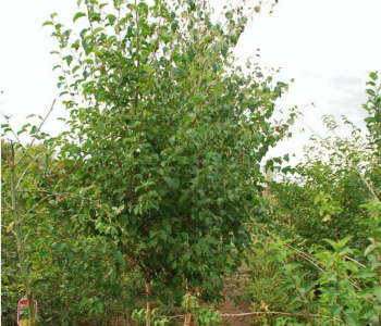 Береза повислая Obelisk