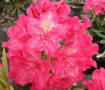 Рододендрон гибридный Royal Amaranth