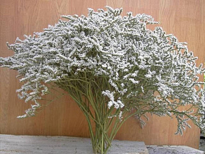 Саженцы кермека