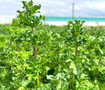 Мята кудрявая Crispa