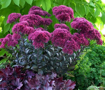 Очиток обыкновенный Thunderhead