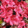 Азалия японская Maruschka