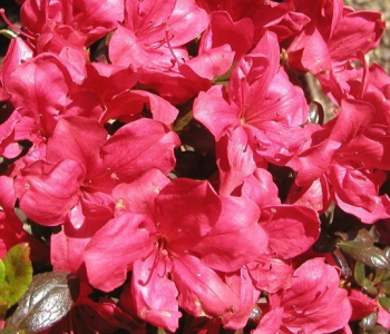 Азалия японская Maruschka