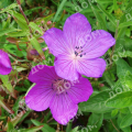 Герань садовая Kashmir Purple