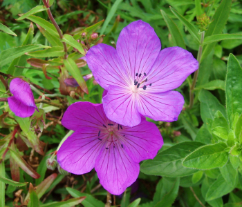 Герань садовая Kashmir Purple