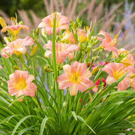 Лилейник EveryDaylily Cerise