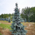 Ель колючая Schovenhorst