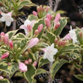 Вейгела Nana Variegata