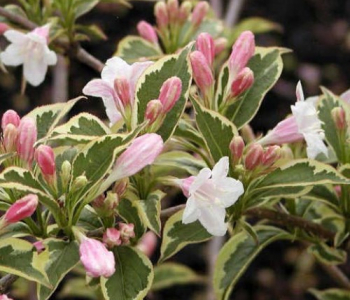 Вейгела Nana Variegata