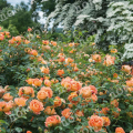 Роза английская Lady Of Shalott