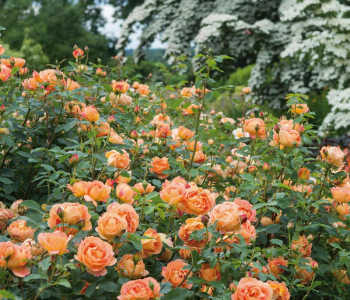 Роза английская Lady Of Shalott