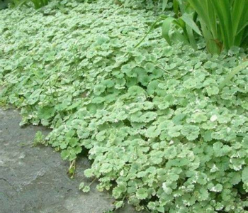 Будра плющевидная Variegata