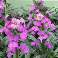 Желтушник Bowles Mauve