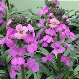 Желтушник Bowles Mauve