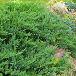 Можжевельник казацкий Tamariscifolia