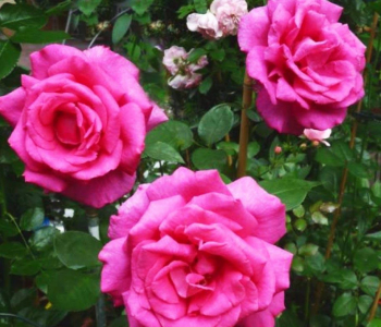 Роза чайно-гибридная Parole (Kordes)