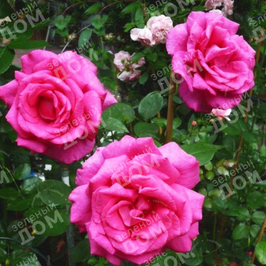Роза чайно-гибридная Parole (Kordes)