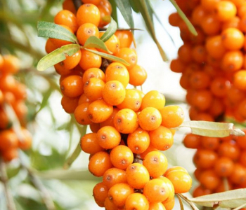 Облепиха крушиновидная Orange Energy