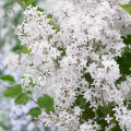 Сирень повторноцветущая Bloomerang White