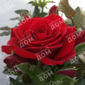 Роза флорибунда Sweet Lover of Mine