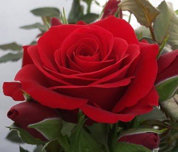Роза флорибунда Sweet Lover of Mine