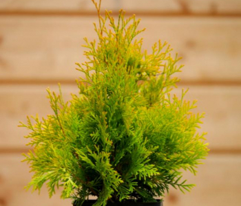 Туя западная Sunny Smaragd