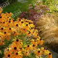 Рудбекия блестящая